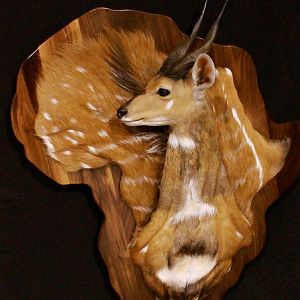 Bushbuck Demaske Shield Taxidermy