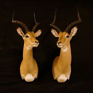 Impala Shoulder Mount Taxidermy