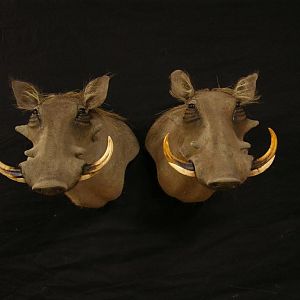 Warthog Shoulder Mount Taxidermy