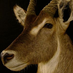 Waterbuck Shoulder Mount Taxidermy