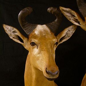 Hartebeest Taxidermy Mount