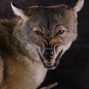 Coyote Full Mount Taxidermy