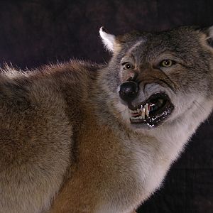 Coyote Full Mount Taxidermy