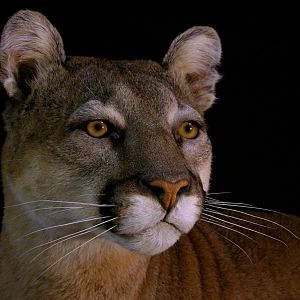 Full Mount Cougar On A Branch Taxidermy
