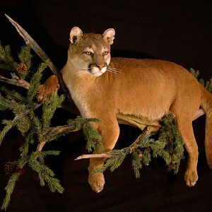 Full Mount Cougar On A Branch Taxidermy