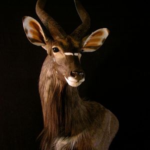 Nyala Ram Shoulder Mount Taxidermy