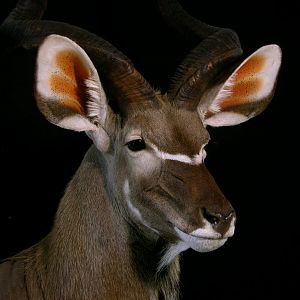 Big Kudu Taxidermy Mount