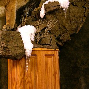 Mountain Lion Full Mount Taxidermy