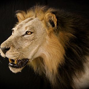 Old Mozambique Lion For Tim Herald Magnum TV Taxidermy