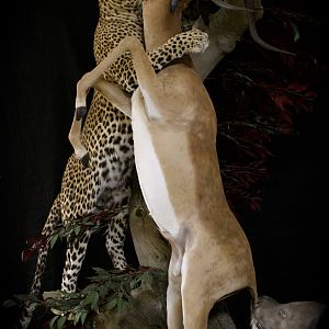 Leopard & Impala Full Mount Taxidermy