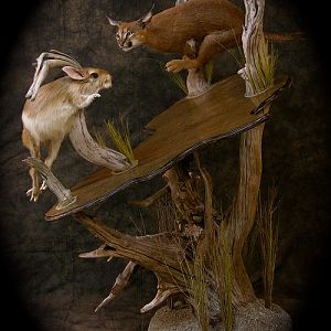 Caracal & Springhare Life-size Pedestal Taxidermy Mount