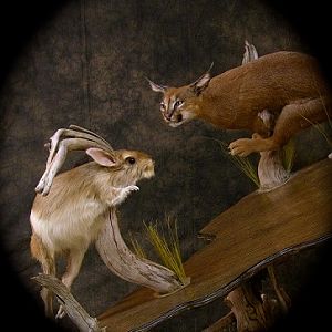 Caracal & Springhare Life-size Pedestal Taxidermy Mount