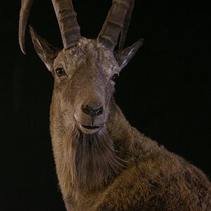 Mid Asian Ibex Kyrgyzstan Taxidermy Full Mount