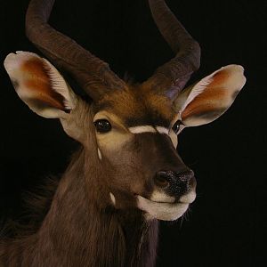 Nyala Taxidermy