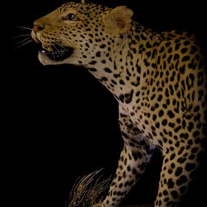 Full Mount Taxidermy Leopard