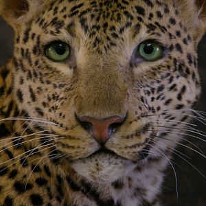 Taxidermy Young Leopard