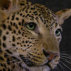 Taxidermy Young Leopard
