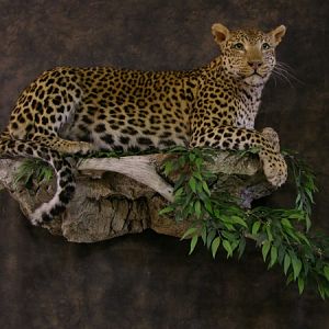 Taxidermy Young Leopard