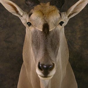 Taxidermy Eland Mount