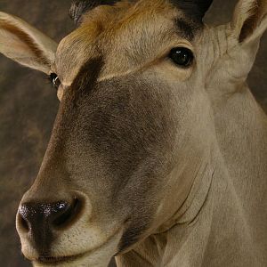 Taxidermy Eland Mount