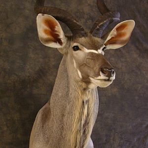 Taxidermy Kudu