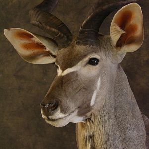 Taxidermy Kudu