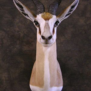 Taxidermy Springbok