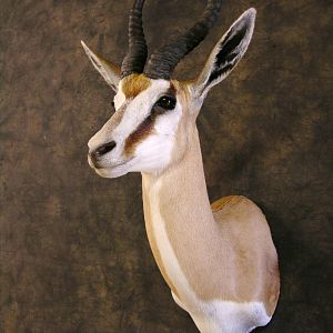 Taxidermy Springbok