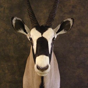 Taxidermy Gemsbok