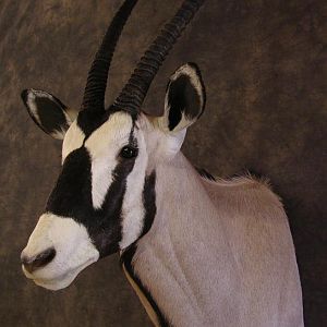 Taxidermy Gemsbok