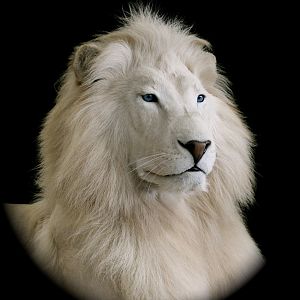 White Lion Full Mount Taxidermy