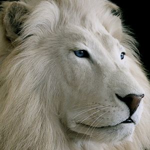 White Lion Full Mount Taxidermy