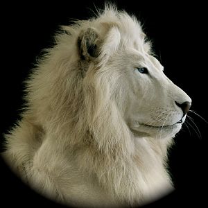 White Lion Full Mount Taxidermy