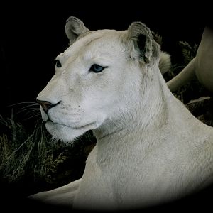 White Lion Full Mount Taxidermy