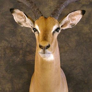 Taxidermy Impala