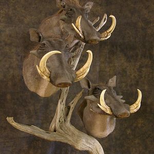 Taxidermy Three Warthog Pedestal Mounts