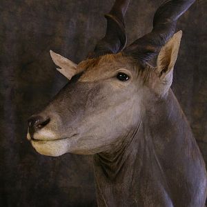 Taxidermy Eland Pedestal Mount