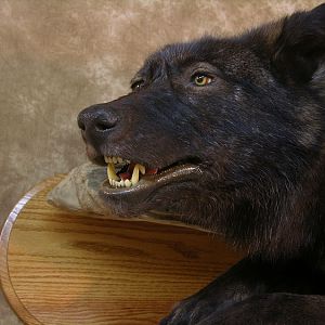 Taxidermy Running Wolf Wall Mount