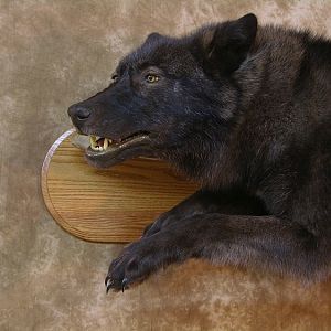 Taxidermy Running Wolf Wall Mount