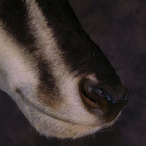 Taxidermy Huge Sable 46+ Inches