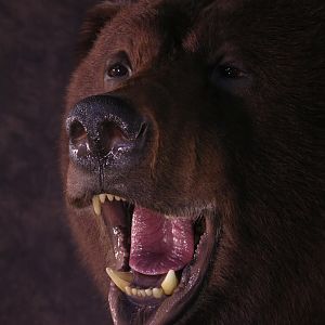 Bear Taxidermy