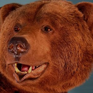 Bear Taxidermy