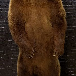 Bear Taxidermy