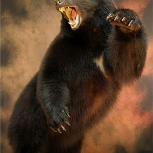 Bear Taxidermy