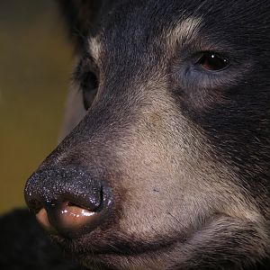 Bear Taxidermy