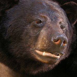 Bear Taxidermy