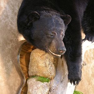 Bear Taxidermy