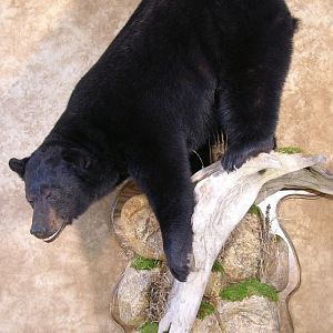 Bear Taxidermy