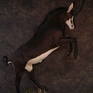 Taxidermy Sable