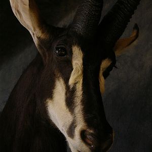 Taxidermy Sable